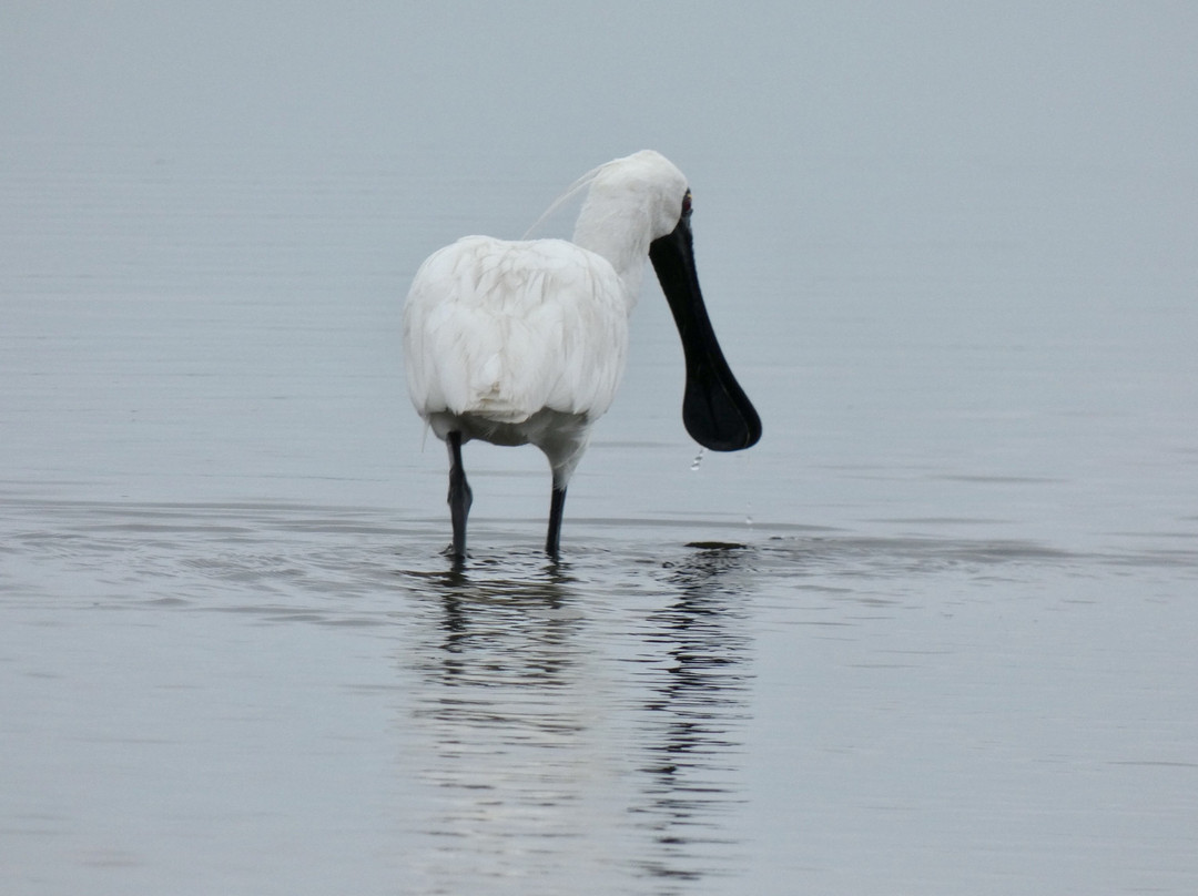 Okarito Lagoon景点图片