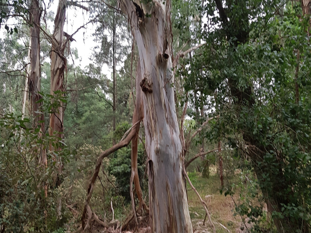 Korumburra Botanic Park景点图片