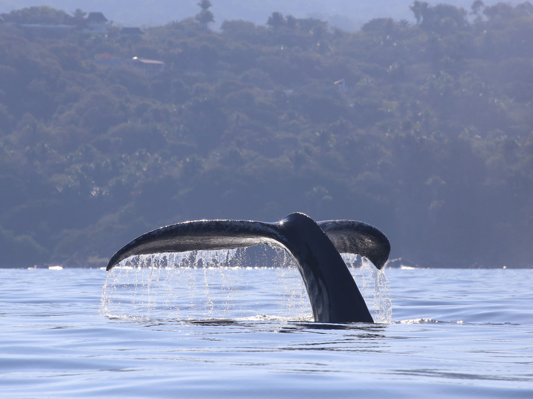 La Orca de Sayulita景点图片