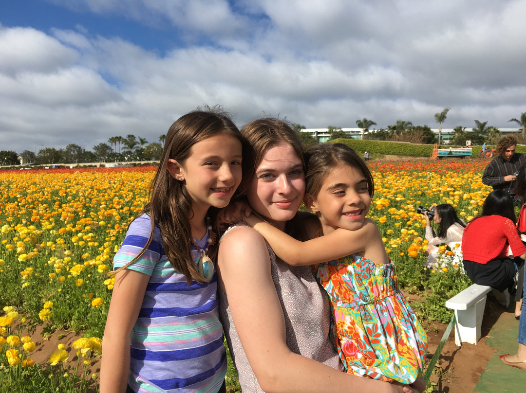 The Flower Fields at Carlsbad Ranch景点图片