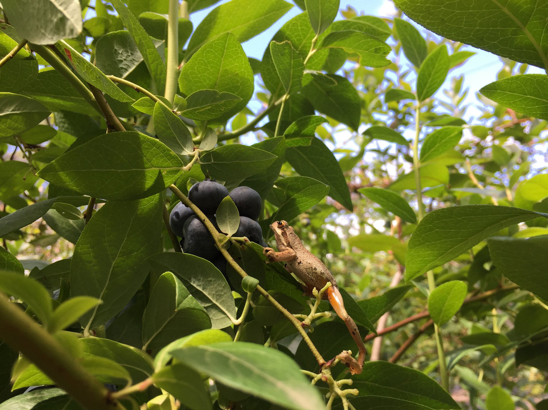 Otway Blueberries-Gellibrand必去景点