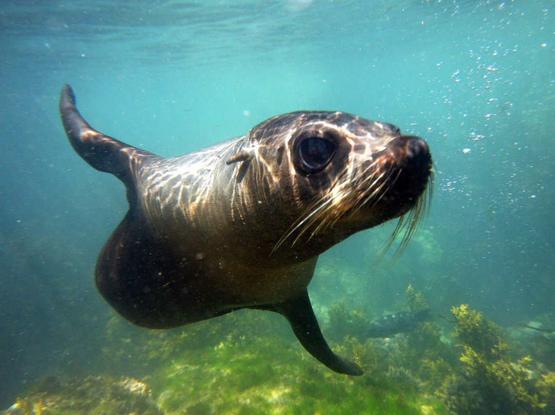Seal Swim Kaikoura景点图片