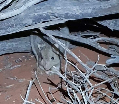 Arid Recovery-Roxby Downs必去景点