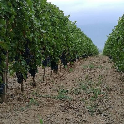 Tomas Wine Cellar景点图片