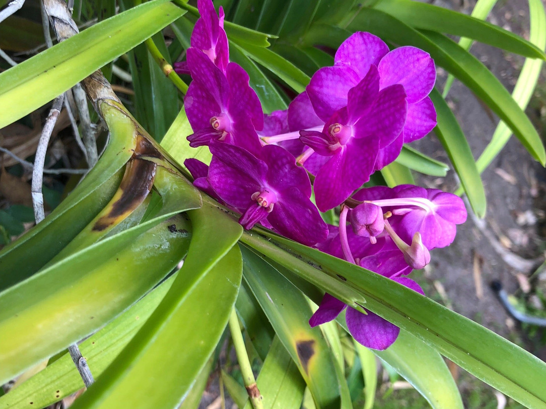 Jenny's Orchid Garden-Howard Springs必去景点