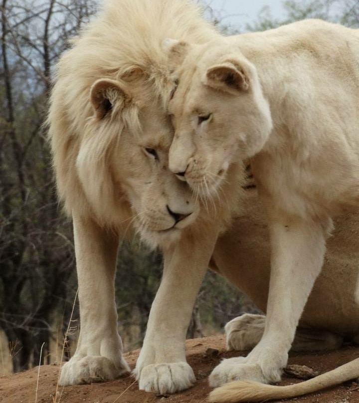 Marakele Animal Sanctuary-塔巴珍比必去景点