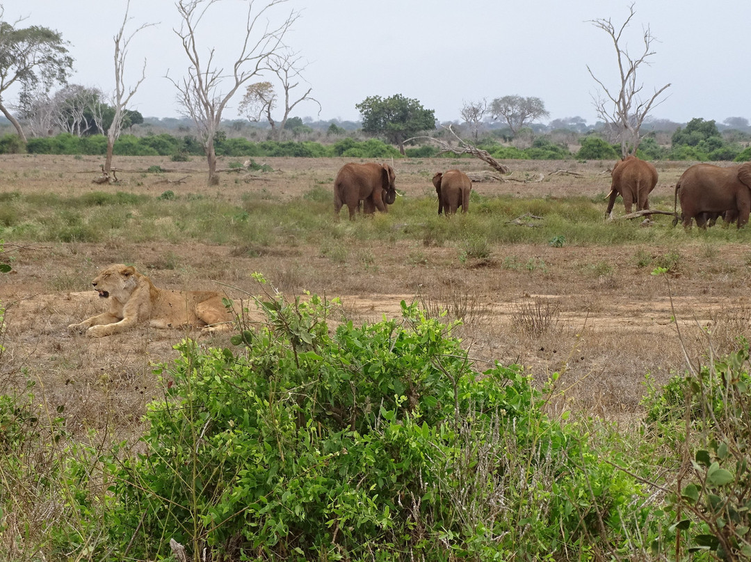 Wildlife Safari Exploreans Day Trips景点图片