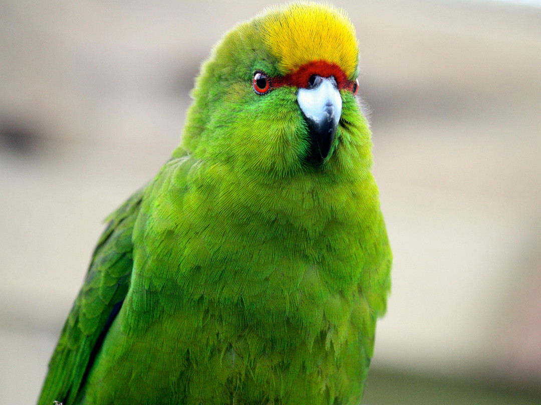 Koru Native Wildlife Centre-布伦海姆必去景点