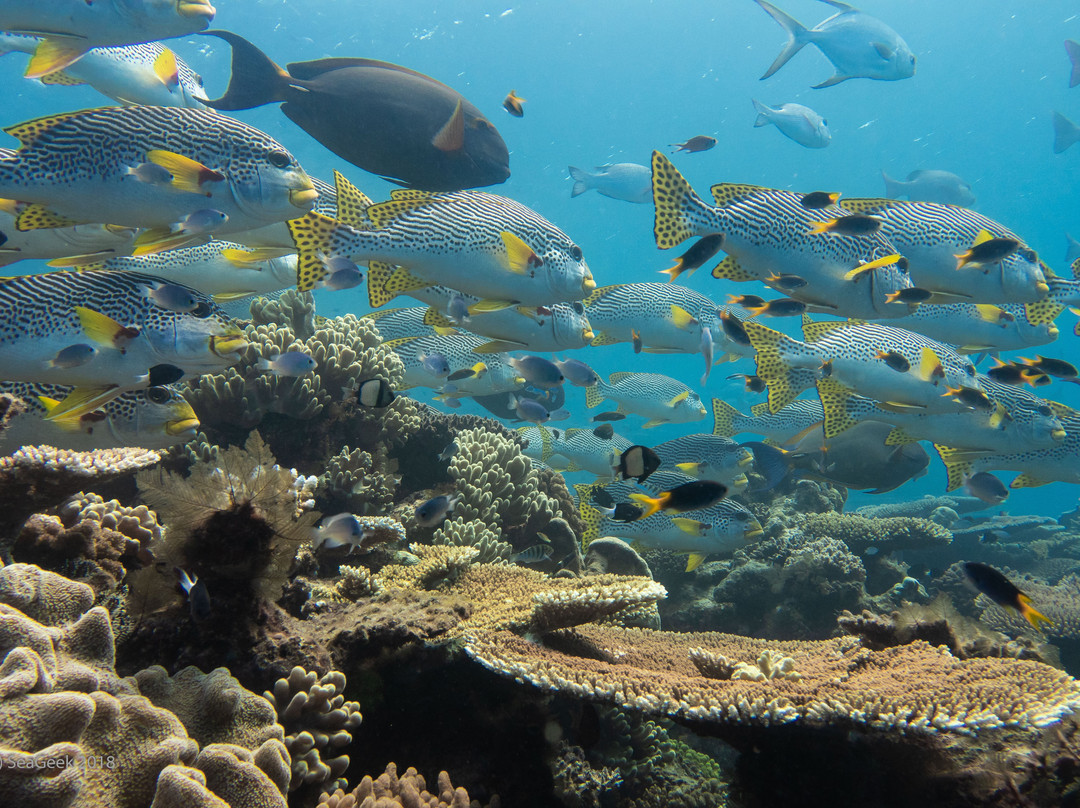 Dive Career Centre景点图片