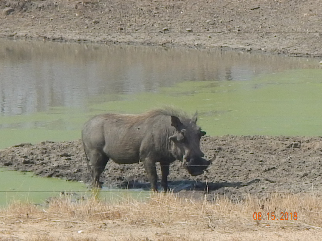 Kambaku Safari Lodge主图