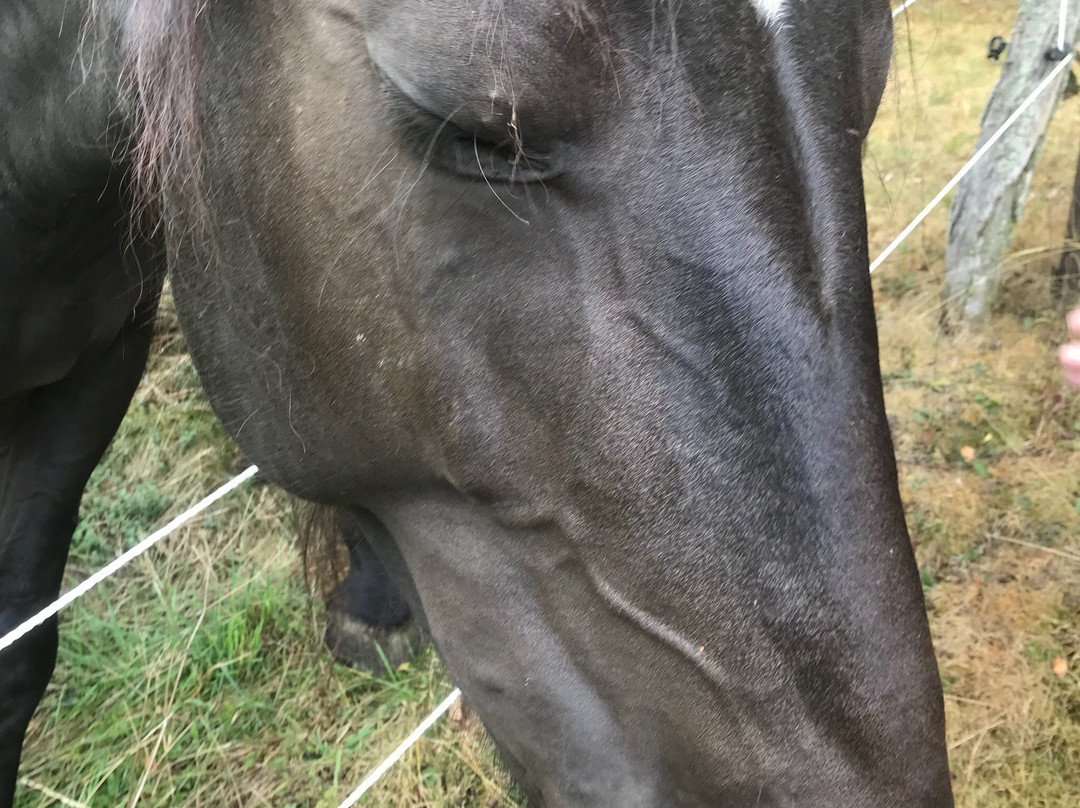 Zuschen酒店住宿-Hotel Walsbachtal