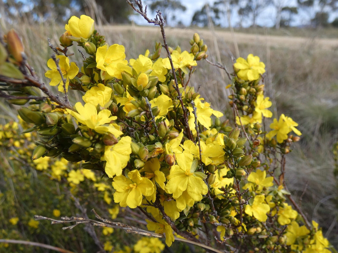 Waverley Flora Park-Mornington必去景点