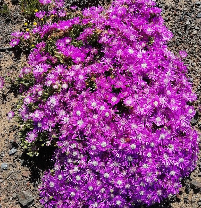 The Golden Grape B&b主图