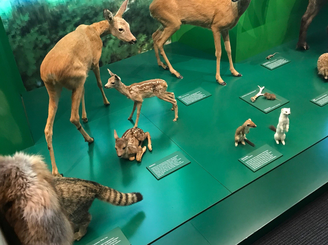 Naturmuseum Solothurn-Soleure必去景点