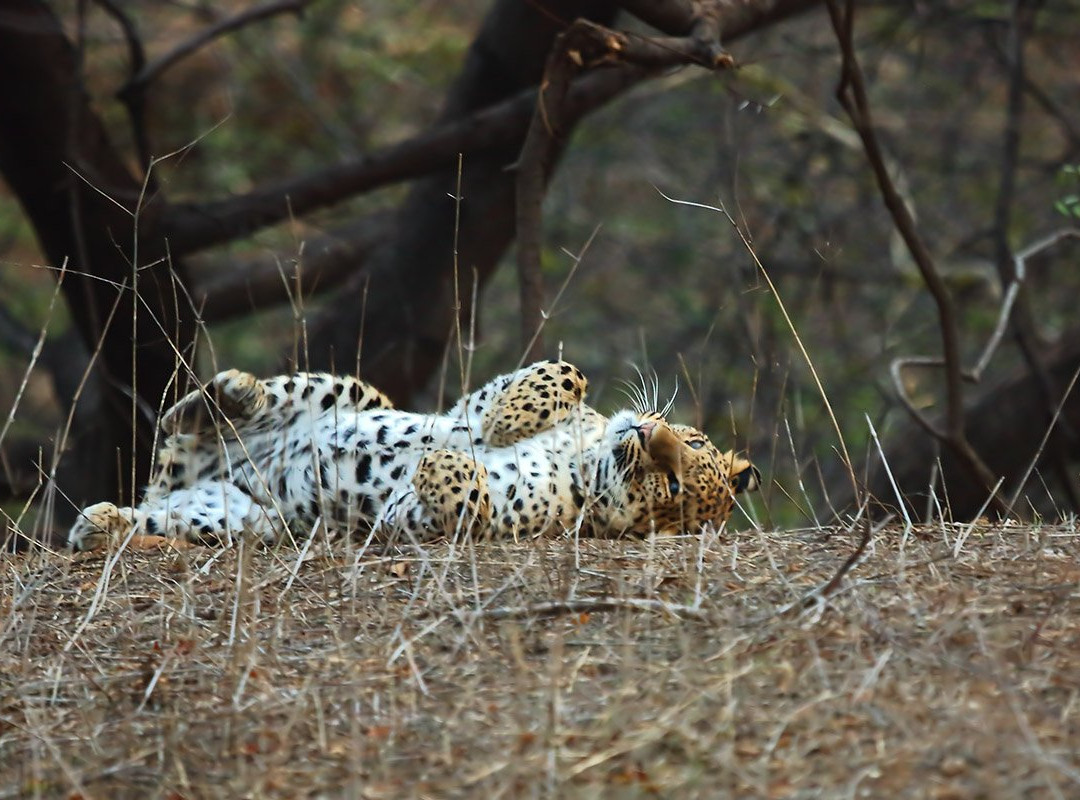 Wild Trail Safari-斋蒲尔必去景点