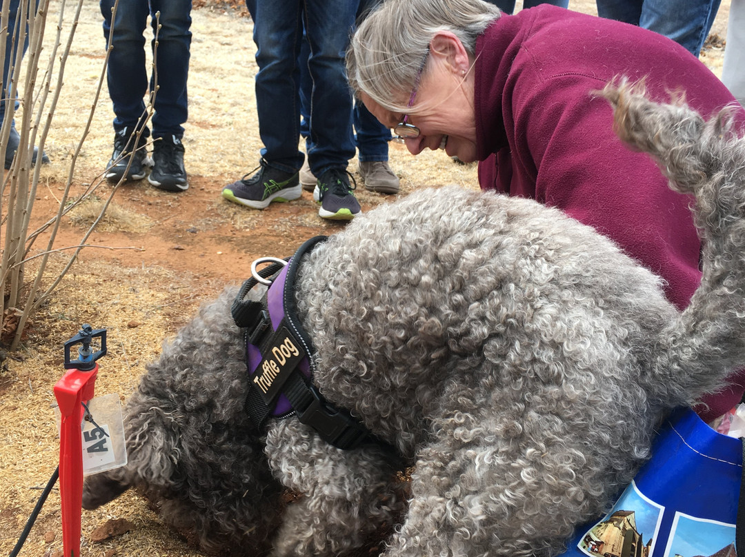 Macenmist Black Truffles & Wines-Bredbo必去景点