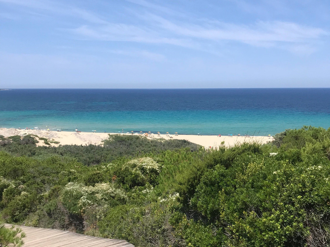 Lido Dog Beach