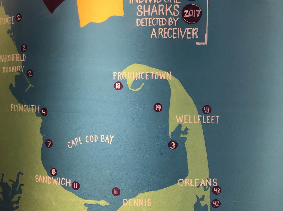 Awsc Shark Center Chatham景点图片