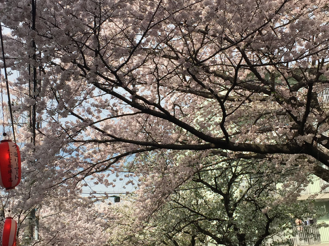Tokiwadaira Cherry Blossom Promenade-松户市必去景点