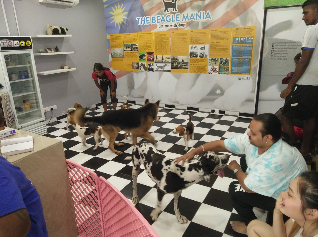 The Beagle Mania景点图片