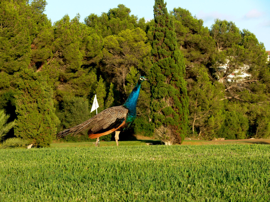 Golf Son Parc Menorca景点图片