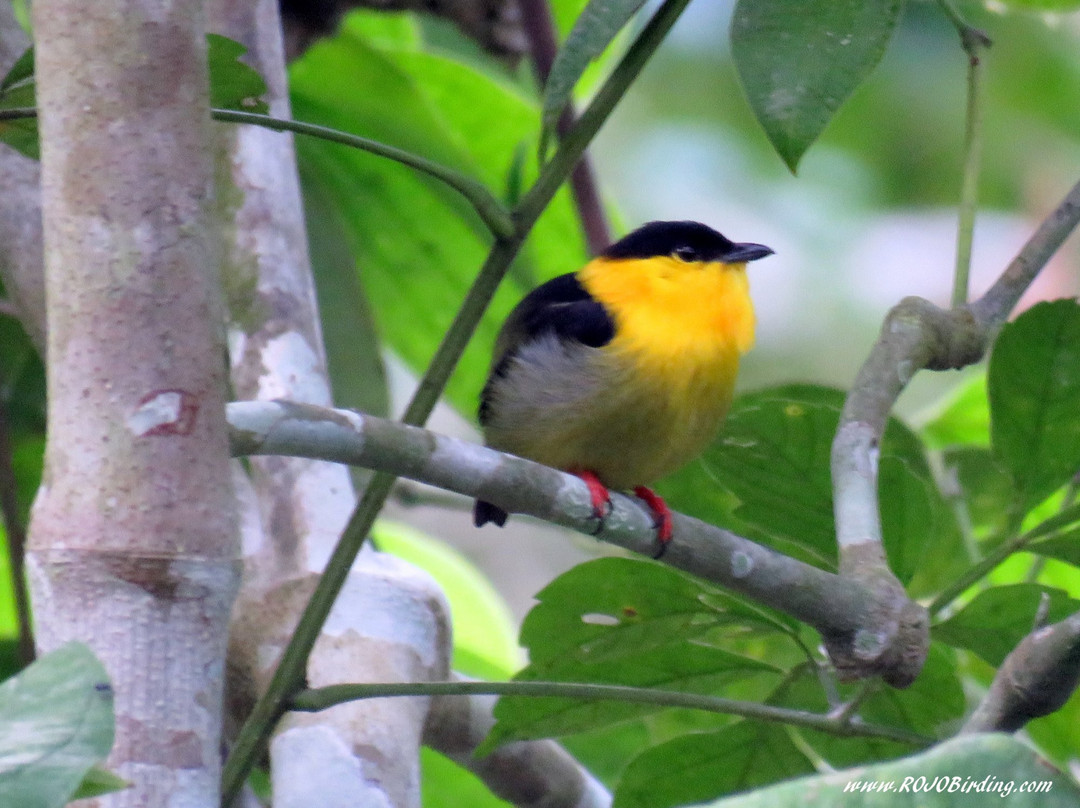 Rojo Birding景点图片