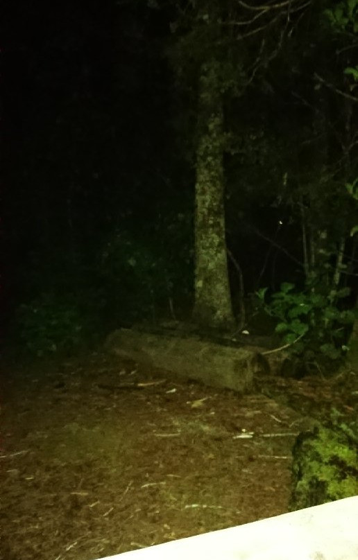 Waipoua Forest Campground & Accommodation