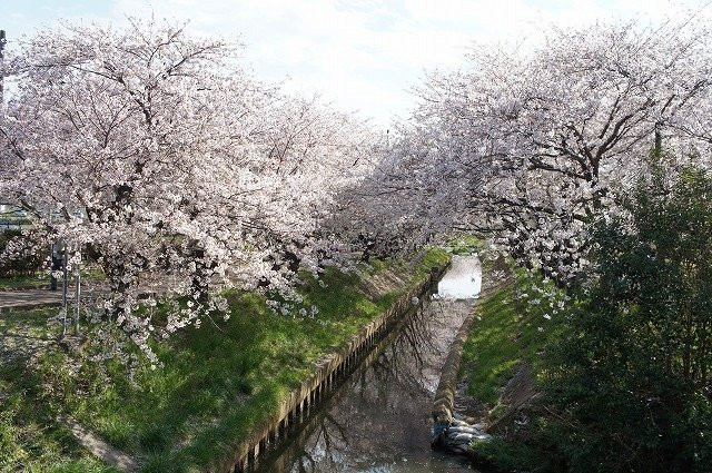Ebi River-船桥市必去景点