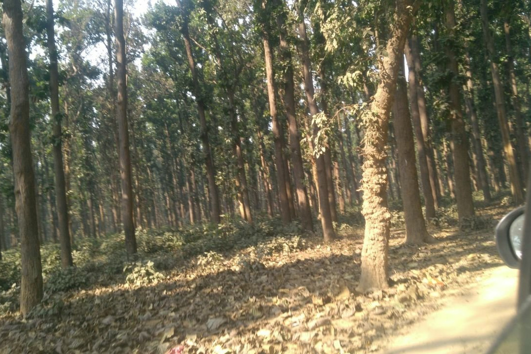 Kushmi Forest景点图片