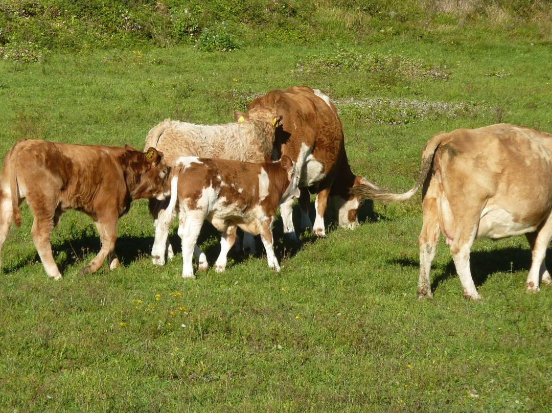 Vallecupola旅游攻略图片