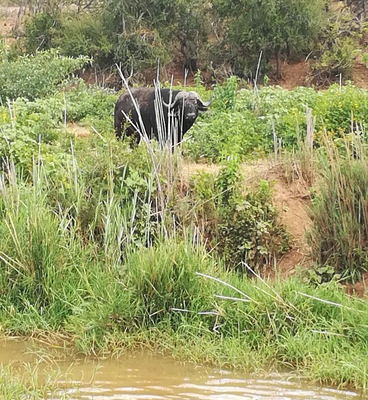 Olifants River Safaris景点图片