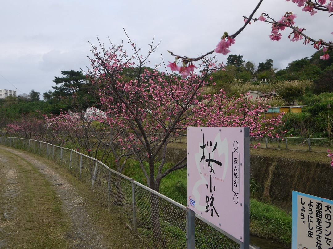 Sakura Komichi景点图片