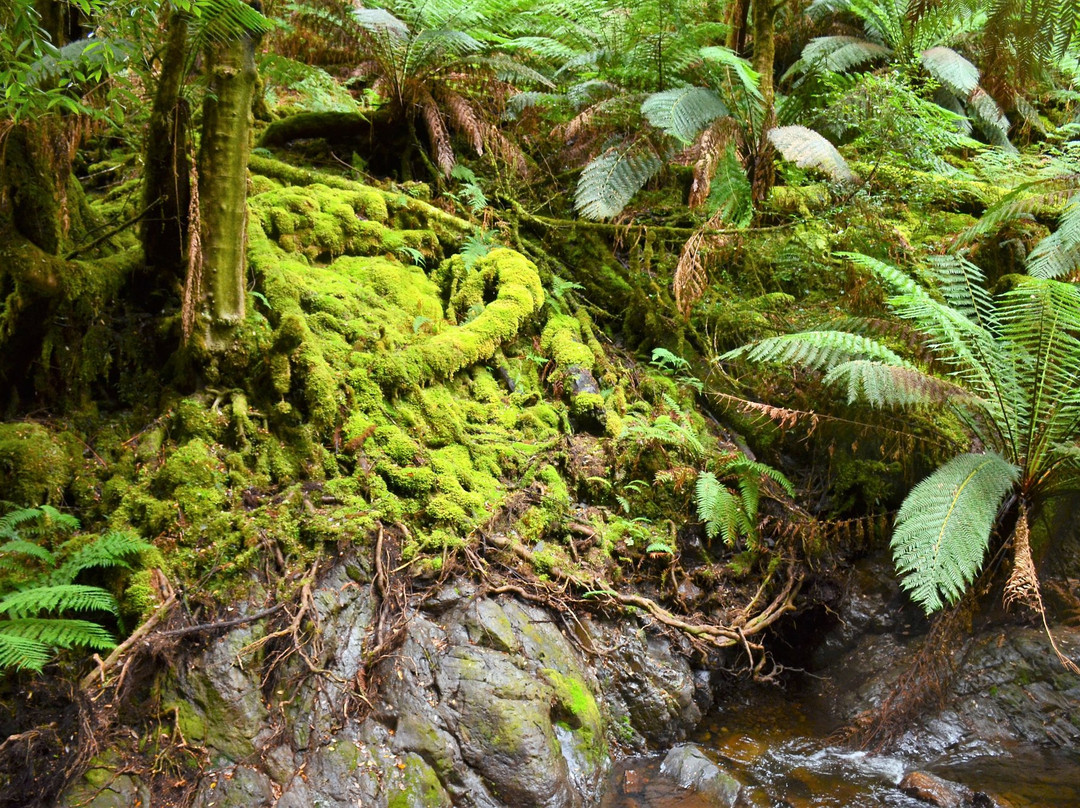 Corinna旅游景点-Philosopher Falls