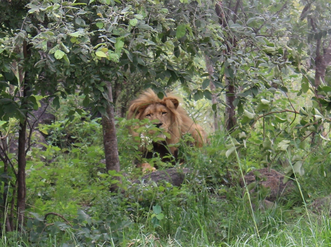 Twala Trust Animal Sanctuary景点图片