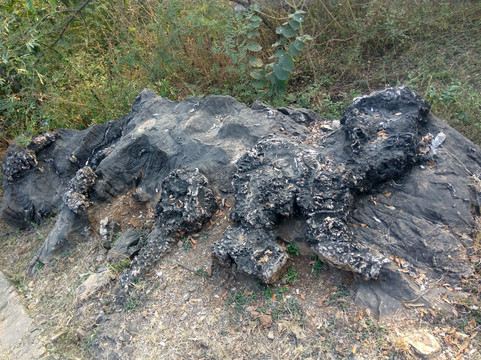 Salkhan Fossils Park