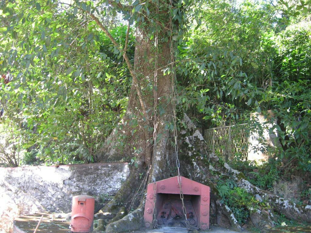Chain Tree of Karinthandan-Vythiri必去景点