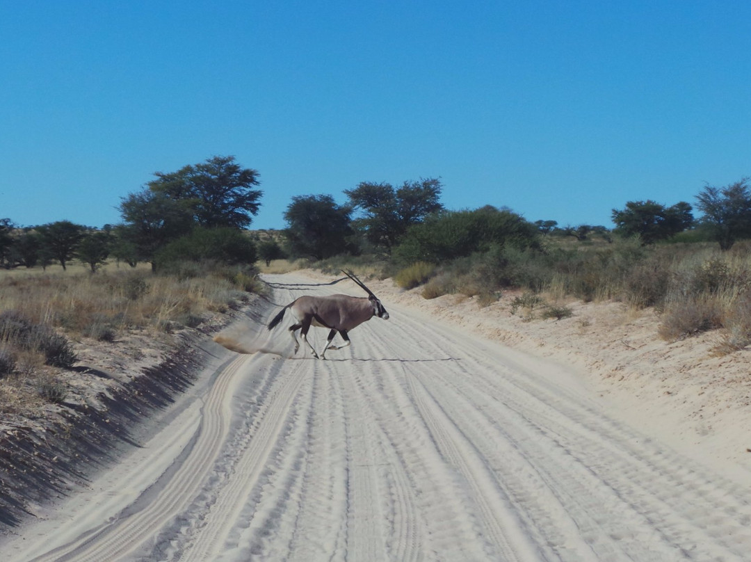 Kgalagadi District旅游攻略图片