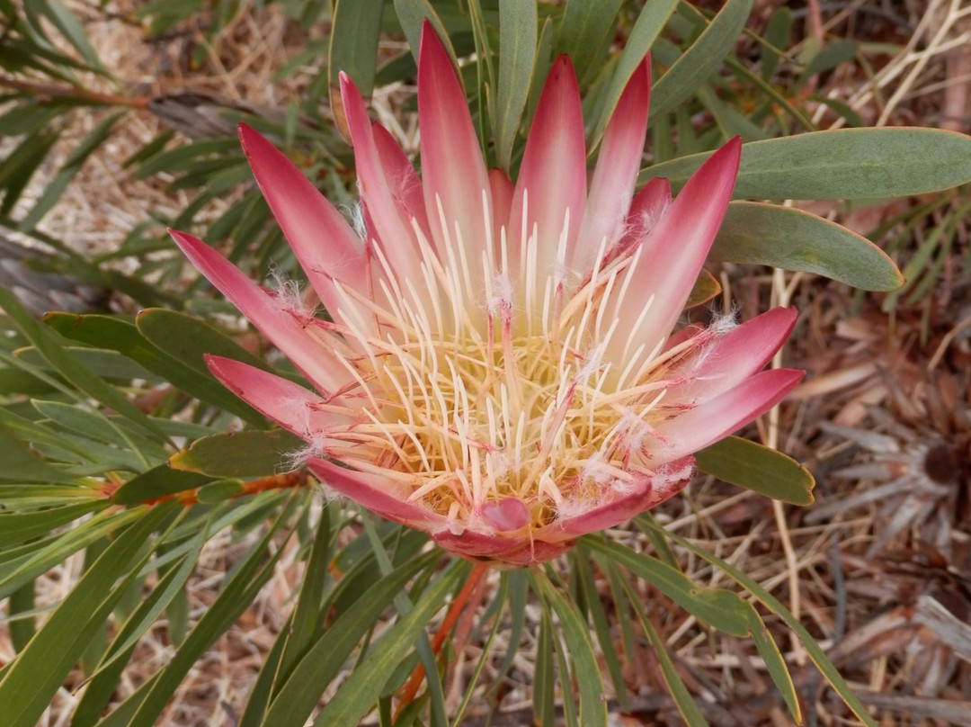 Boyes Drive-Muizenberg必去景点