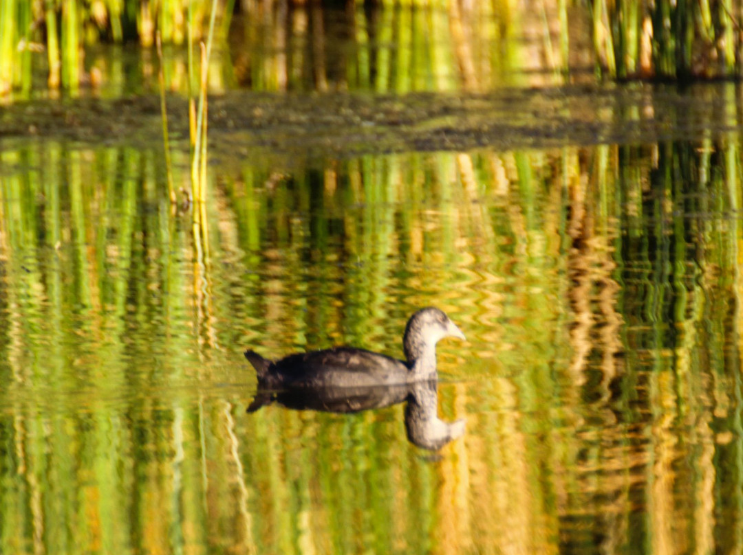 Quitobaquito Spring-Ajo必去景点