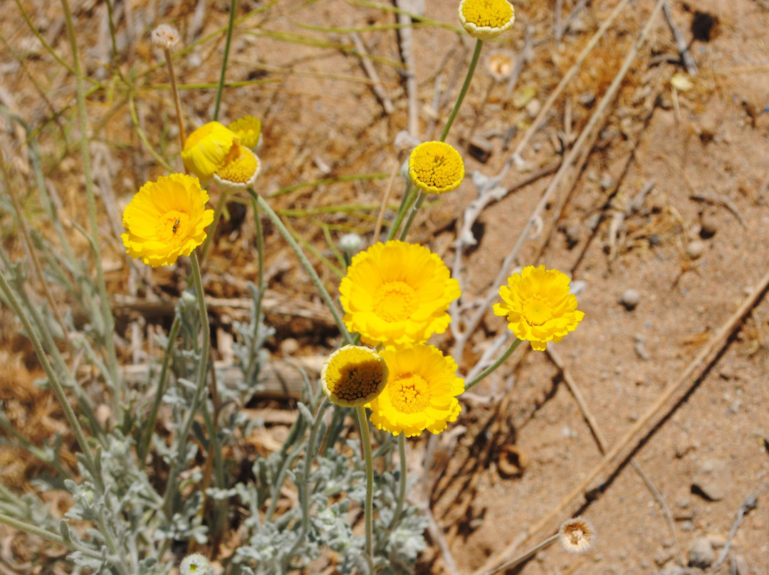 Prime Desert Woodland Preserve-兰开斯特必去景点