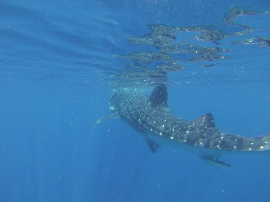 Swim With Whale Sharks-坎昆必去景点