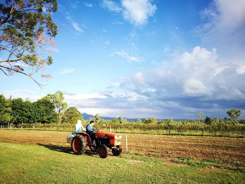 Ironbark Ridge Vineyard景点图片