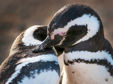Solo Expediciones-蓬塔阿雷纳斯必去景点