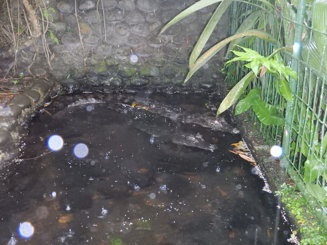 Snake Garden景点图片