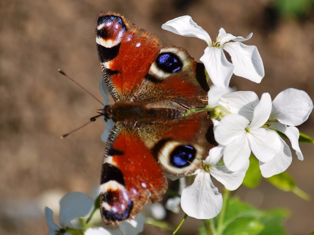 RSPB Flatford Wildlife Garden景点图片