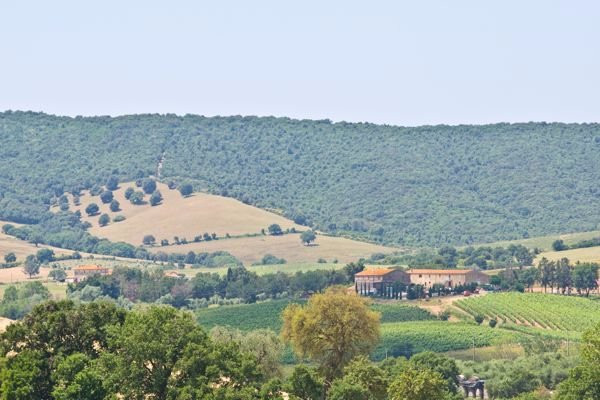 Agriturismo Boschetto di Montiano主图