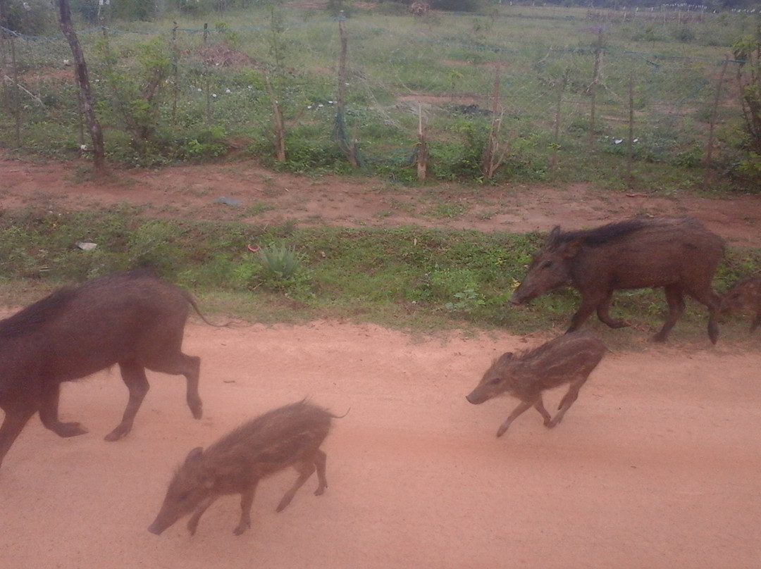 Jayasri Travels & Tours-美蕊沙必去景点