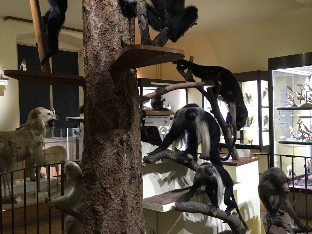 Le Musee d'Histoire Naturelle et d'Ethnographie-科尔马必去景点
