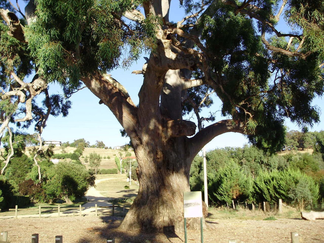 Big Tree-Guildford必去景点