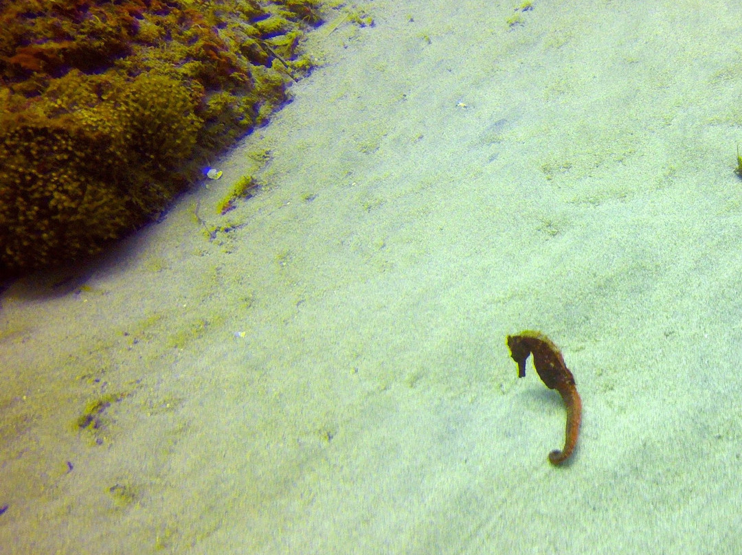 Paradise Diving Bali - Deutsche Tauchschule-登巴萨必去景点